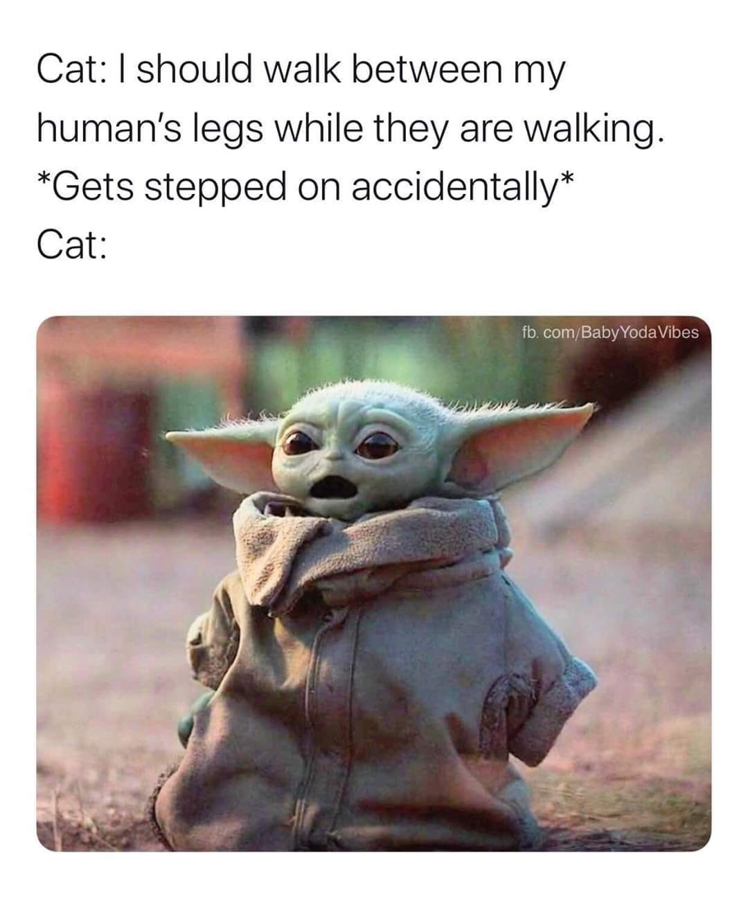 Yoda - Cat I should walk between my human's legs while they are walking. Gets stepped on accidentally Cat fb.comBaby YodaVibes