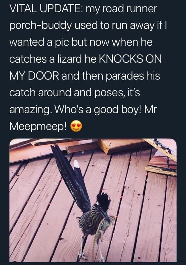 mr meep meep - Vital Update my road runner porchbuddy used to run away if | wanted a pic but now when he catches a lizard he Knocks On My Door and then parades his catch around and poses, it's amazing. Who's a good boy! Mr Meepmeep!