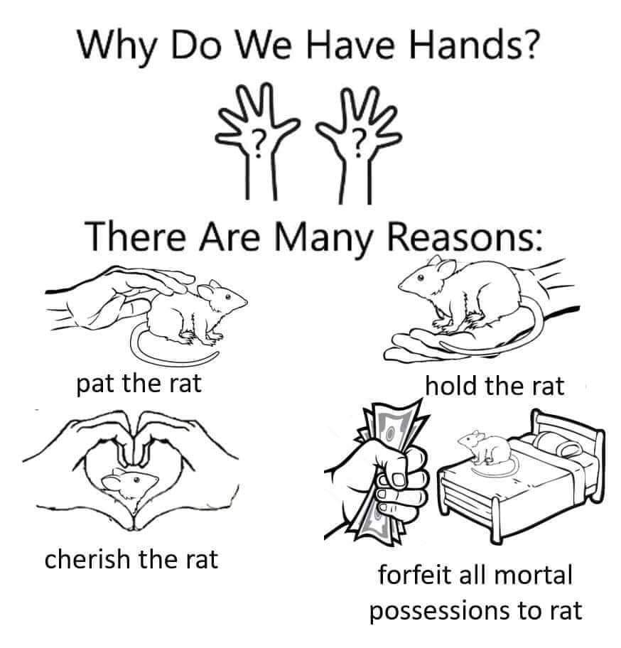 do we have hands meme - Why Do We Have Hands? There Are Many Reasons pat the rat hold the rat cherish the rat forfeit all mortal possessions to rat