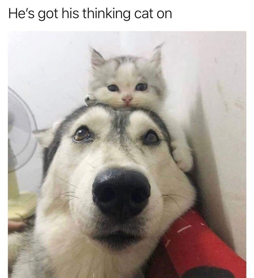 thinking cat meme - He's got his thinking cat on