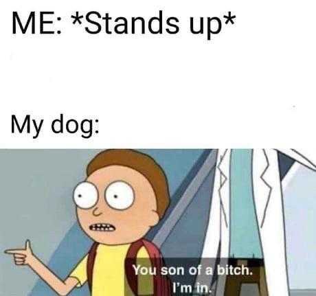 Rick and Morty - Me Stands up My dog You son of a bitch. I'm in.