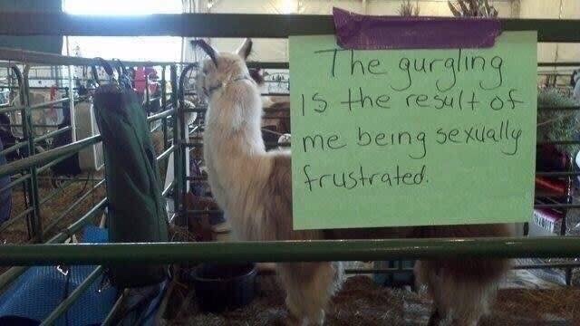 llama - The gurgling is the result of me being sexually frustrated