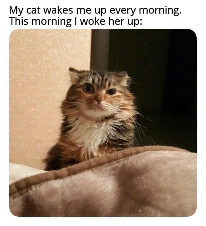 my cat wakes me up every morning - My cat wakes me up every morning. This morning I woke her up