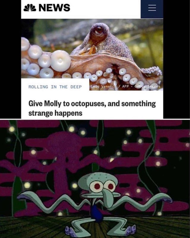 giving molly to octopus meme - ale News Rolling In The Deep Loic Venance Afp. Getty Give Molly to octopuses, and something strange happens