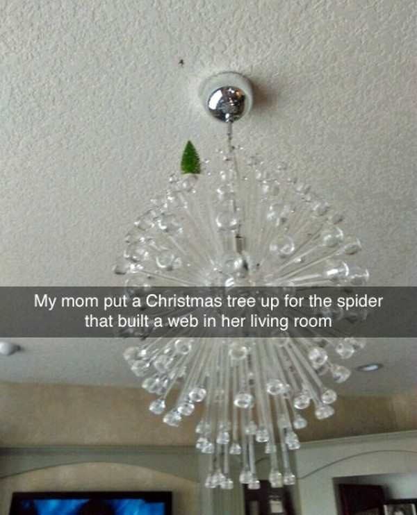 my mom put a christmas tree up - My mom put a Christmas tree up for the spider that built a web in her living room