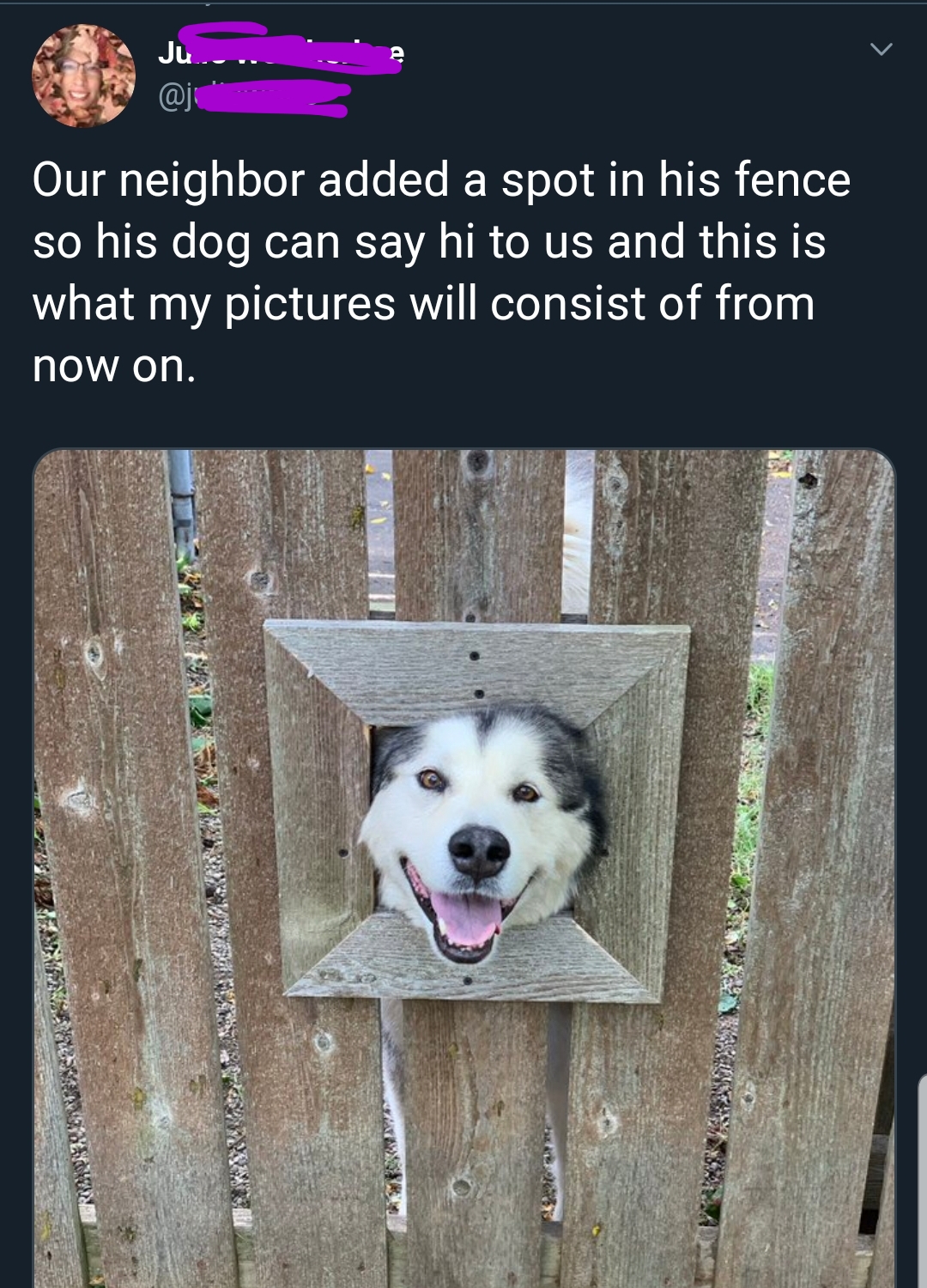 wholesome memes dog fence - Our neighbor added a spot in his fence so his dog can say hi to us and this is what my pictures will consist of from now on. Sale Assig