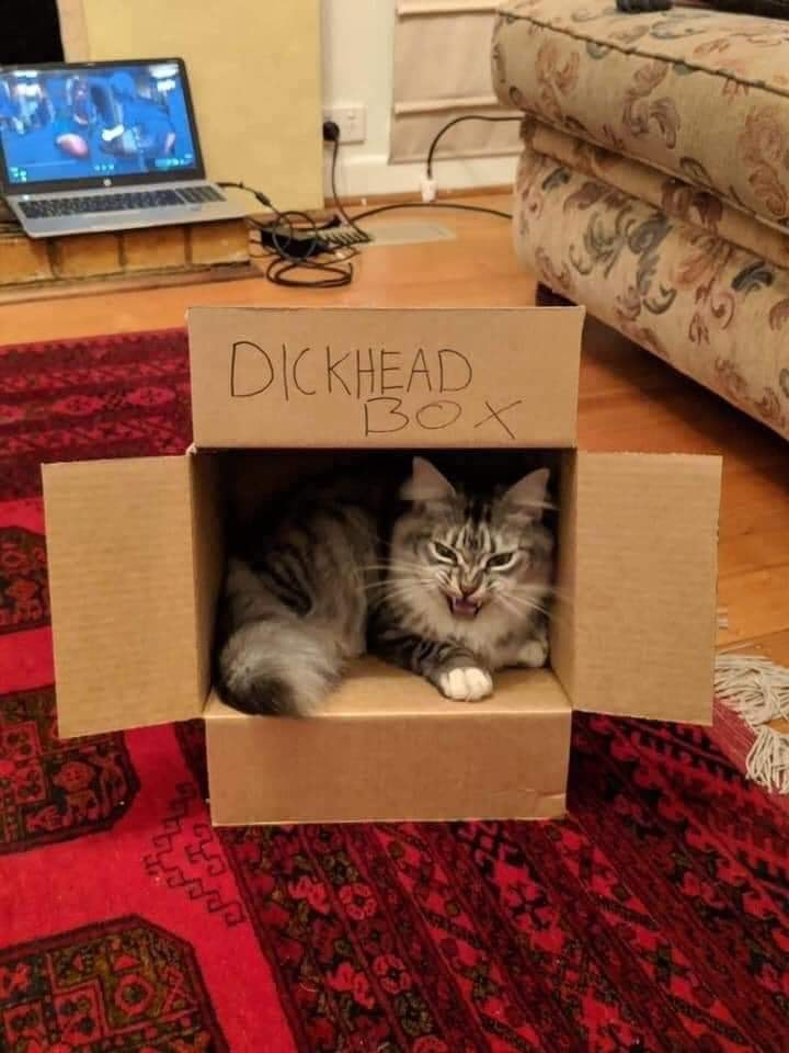 dickhead box cat - Dickhead Bo