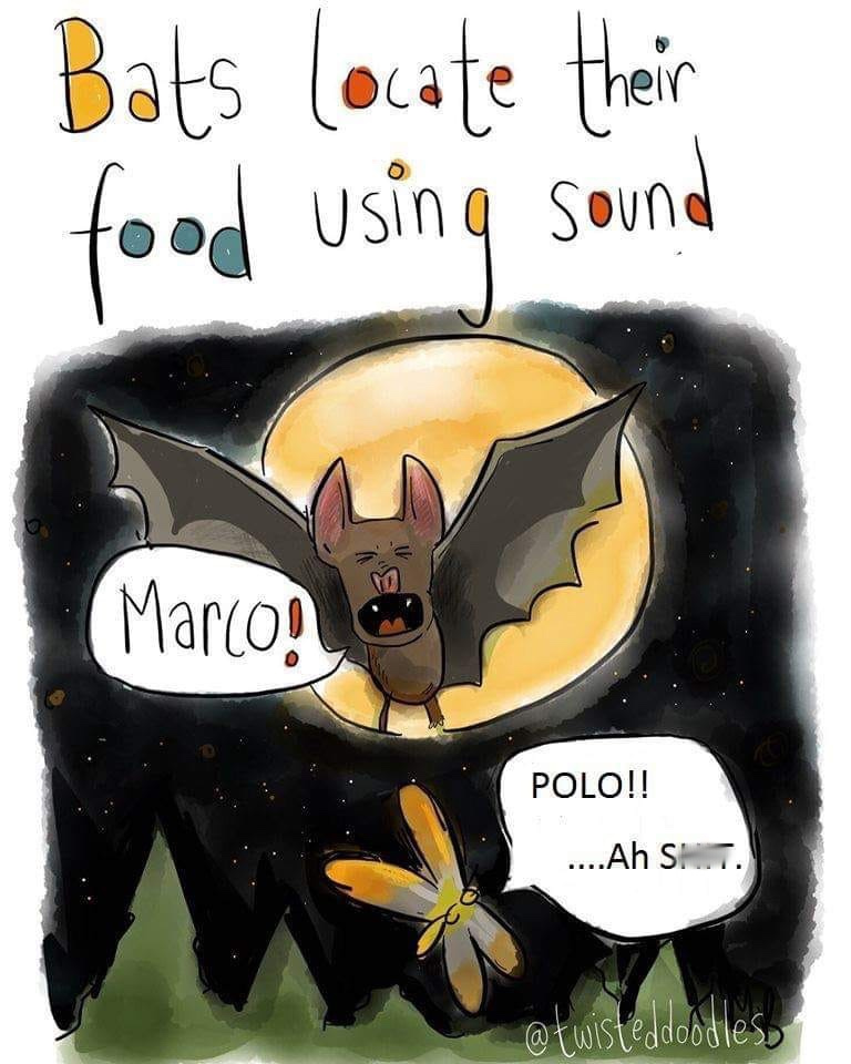 bats locate their food using sound - Bats locate their food using sound Marcos Polo!! ...Ah S .