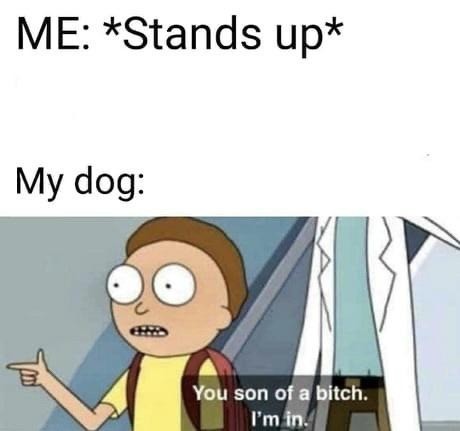 morty meme son of a bitch - Me Stands up My dog You son of a bitch. I'm in.