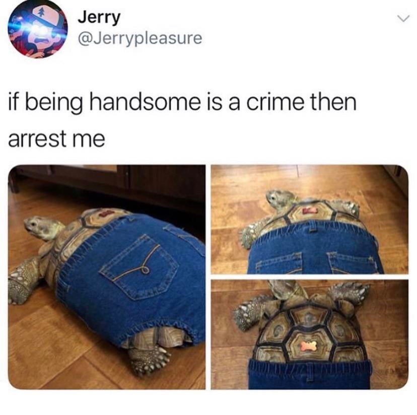 tortoise pants - Jerry if being handsome is a crime then arrest me Wanie