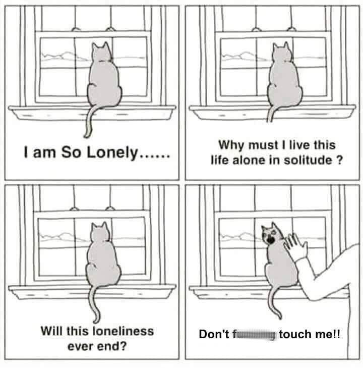 lonely cat meme - I am So Lonely. Why must I live this life alone in solitude ? Will this loneliness ever end? Don't fummy touch me!!