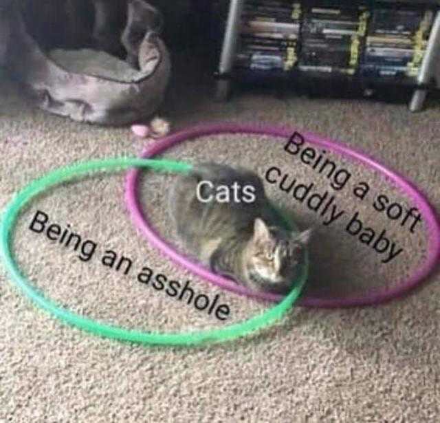 cat meme being and asshole being a soft cuddly baby - Being a soft cuddly baby Cats Being an asshole