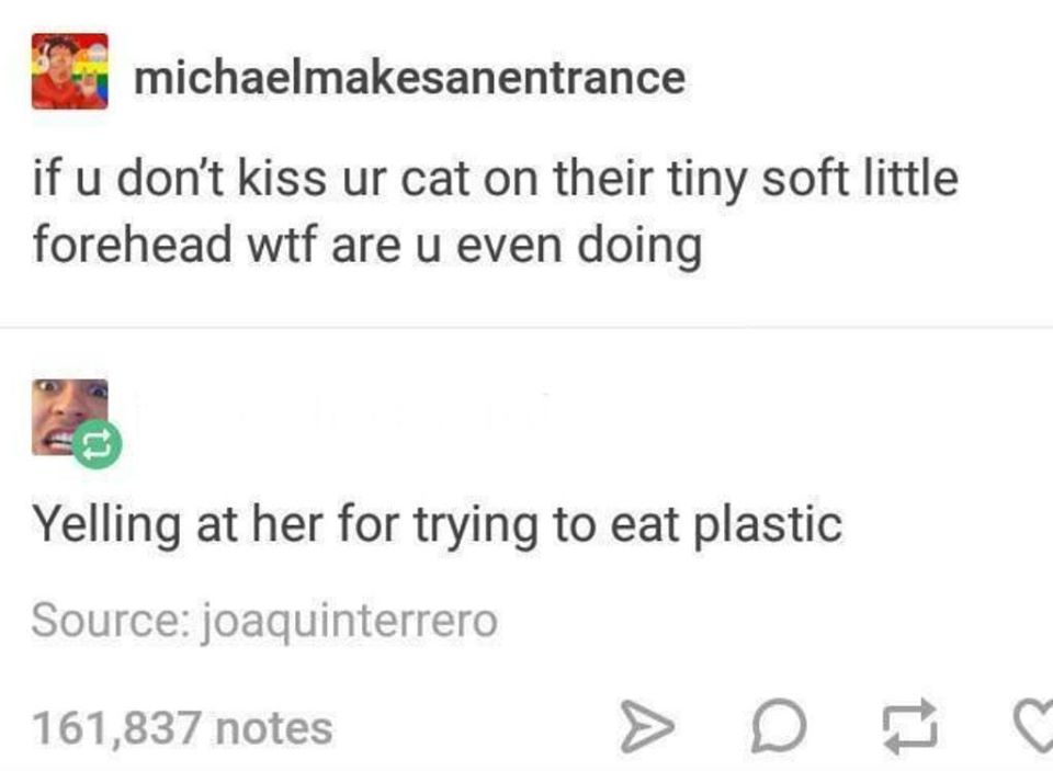 cats plastic meme - michaelmakesanentrance if u don't kiss ur cat on their tiny soft little forehead wtf are u even doing Yelling at her for trying to eat plastic Source joaquinterrero 161,837 notes