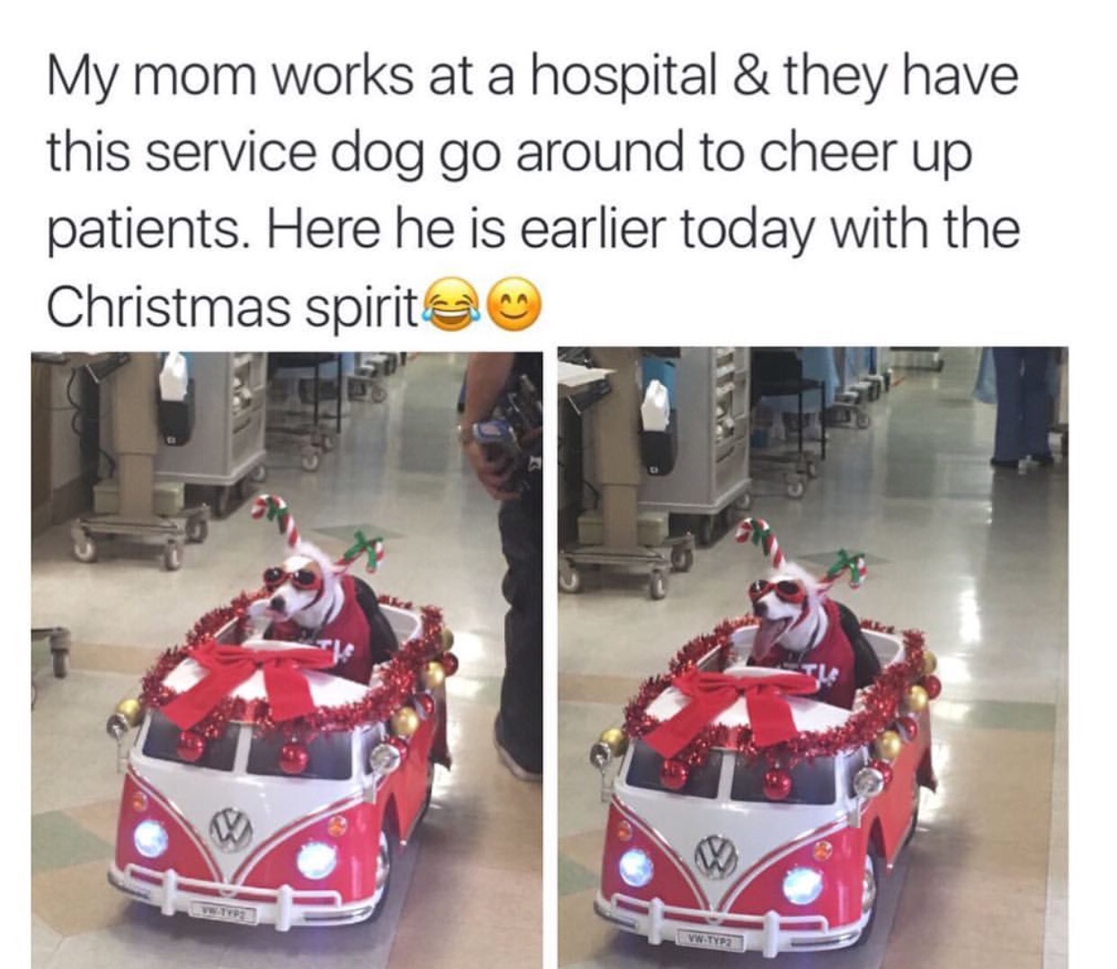 Dog - My mom works at a hospital & they have this service dog go around to cheer up patients. Here he is earlier today with the Christmas spirit Vw TYP2