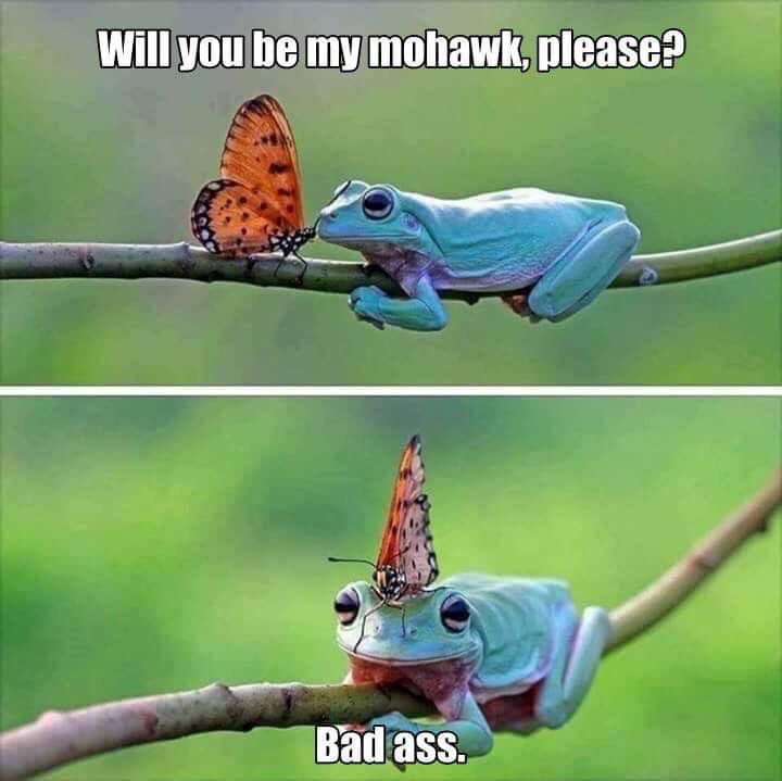 will you be my mohawk - Will you be my mohawk, please? Bad ass.