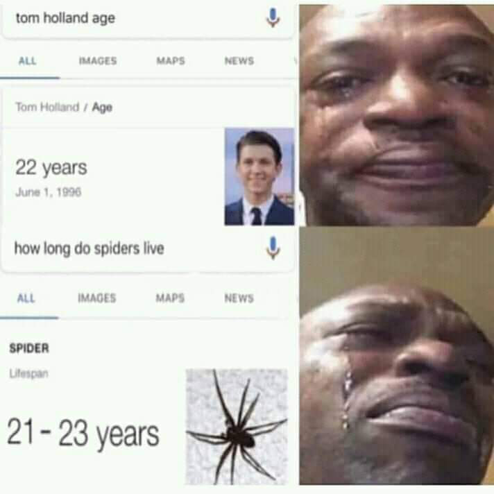 tom holland spider age meme - tom holland age All Images Maps News Tom Holland Age 22 years June 1. 1996 how long do spiders live All Images Maps News Spider Utespan 2123 years