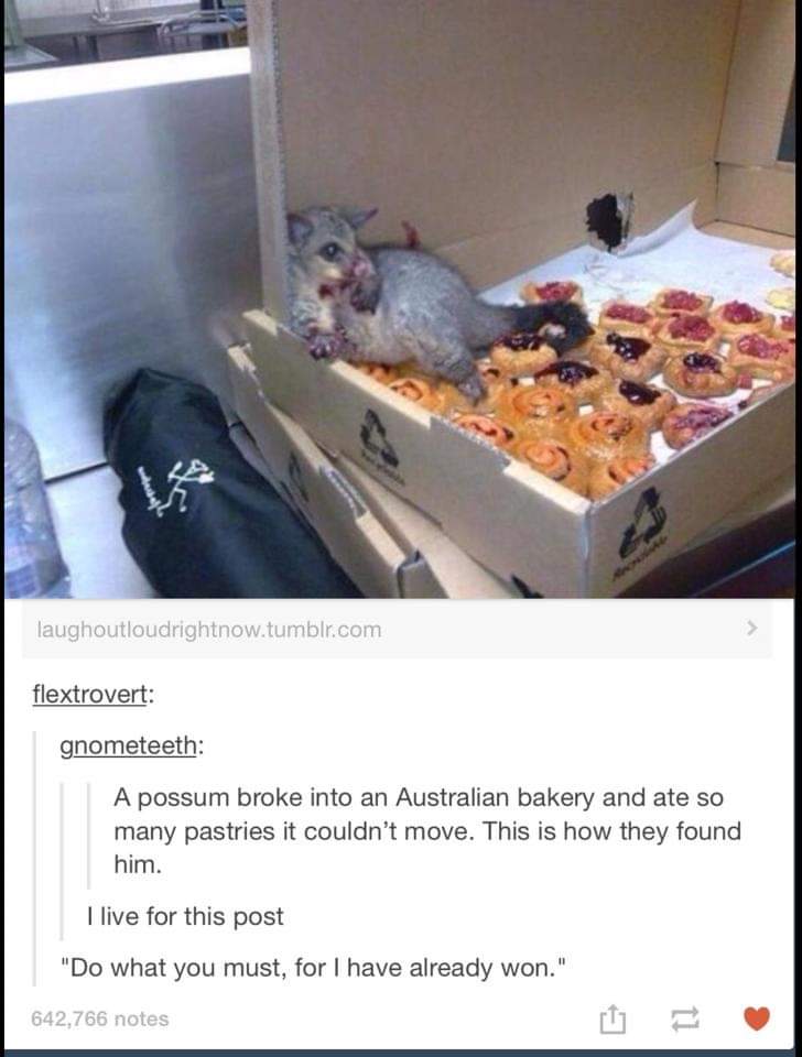 australian possum bakery - laughoutloudrightnow.tumblr.com flextrovert gnometeeth A possum broke into an Australian bakery and ate so many pastries it couldn't move. This is how they found him. I live for this post "Do what you must, for I have already wo