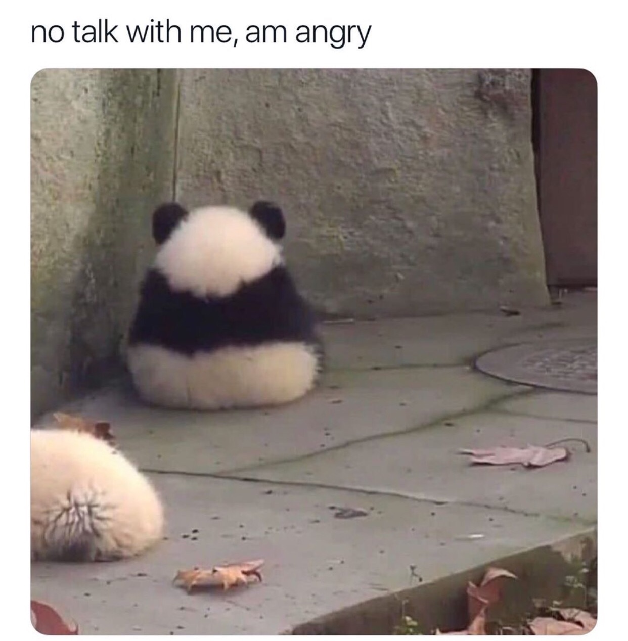 no talk to me am angry - no talk with me, am angry