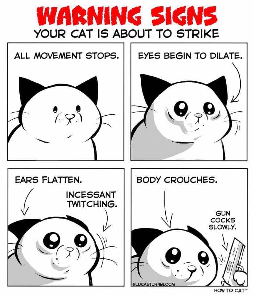warning signs your cat is about to strike - Warning Signs Your Cat Is About To Strike All Movement Stops. || Eyes Begin To Dilate. Body Crouches. Ears Flatten. Incessant Twitching. Gun Cocks Slowly. How To Cat
