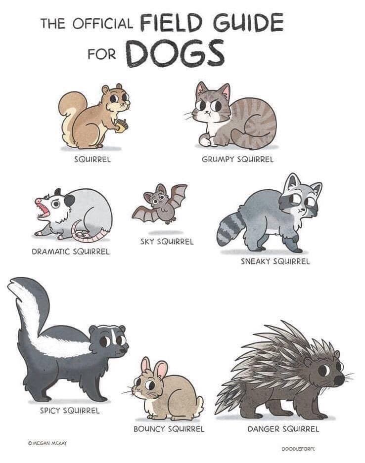 official field guide for dogs - The Official The Official Field Guide For Dogs Squirrel Grumpy Squirrel Sky Squirrel Dramatic Squirrel Sneaky Squirrel Spicy Squirrel Bouncy Squirrel Danger Squirrel Mesan Mckay Doodleforec