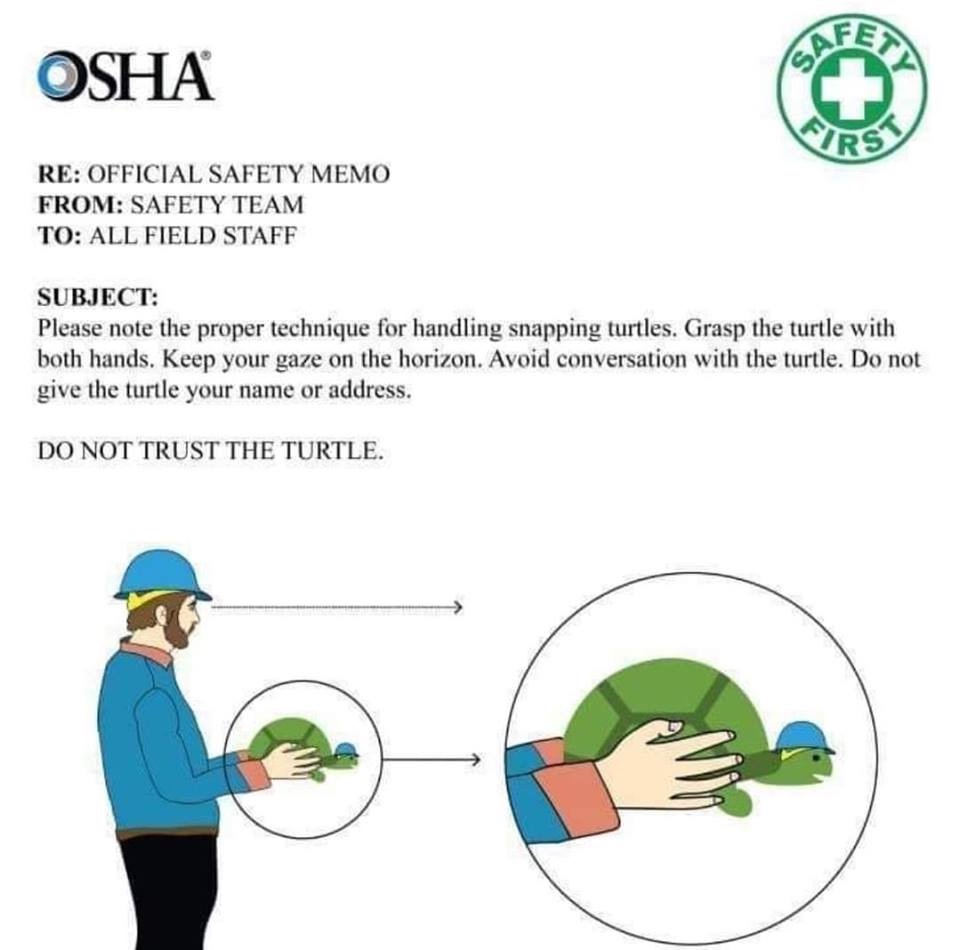 osha snapping turtle - Osha Re Official Safety Memo From Safety Team To All Field Staff Subject Please note the proper technique for handling snapping turtles. Grasp the turtle with both hands. Keep your gaze on the horizon. Avoid conversation with the tu