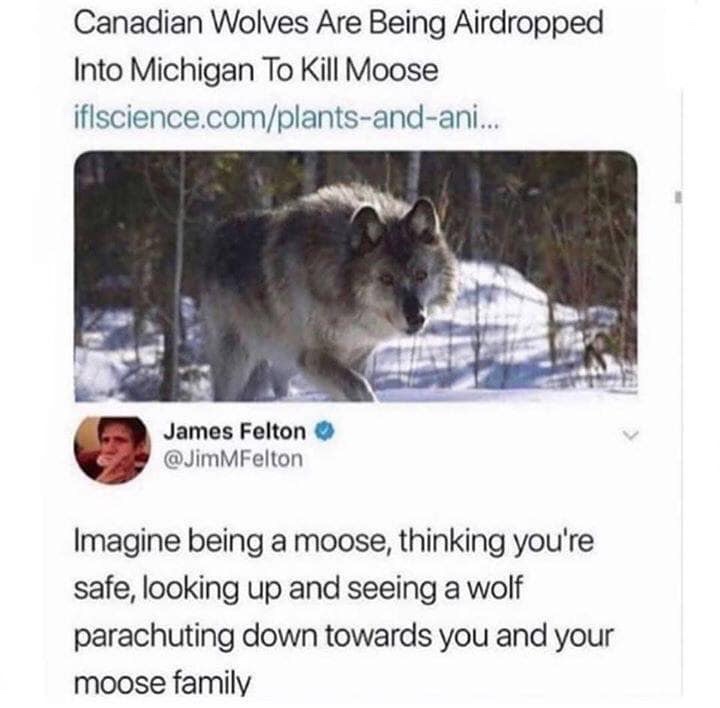canadian wolves meme - Canadian Wolves Are Being Airdropped Into Michigan To Kill Moose iflscience.complantsandani... James Felton MFelton Imagine being a moose, thinking you're safe, looking up and seeing a wolf parachuting down towards you and your moos