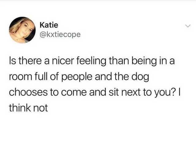 Katie Is there a nicer feeling than being in a room full of people and the dog chooses to come and sit next to you?| think not