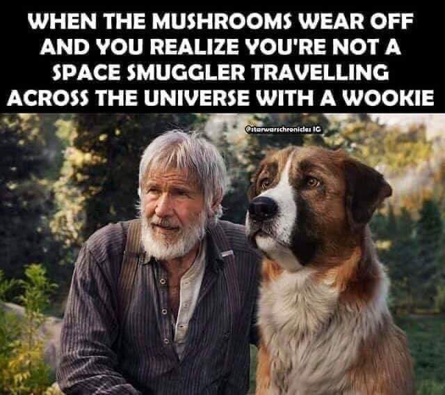 mushrooms wear off meme - When The Mushrooms Wear Off And You Realize You'Re Not A Space Smuggler Travelling Across The Universe With A Wookie Outerworschronidas Ic