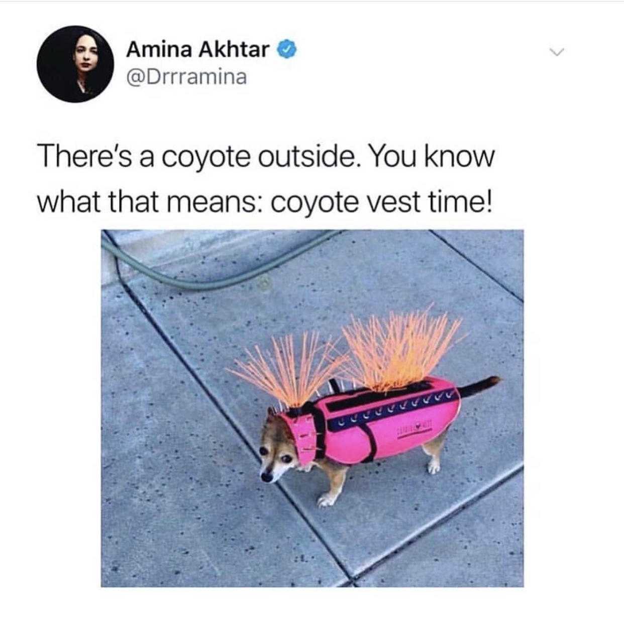anti coyote vest - Amina Akhtar There's a coyote outside. You know what that means coyote vest time!