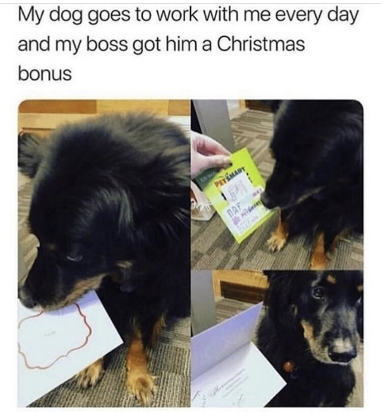 DoggoLingo - My dog goes to work with me every day and my boss got him a Christmas bonus