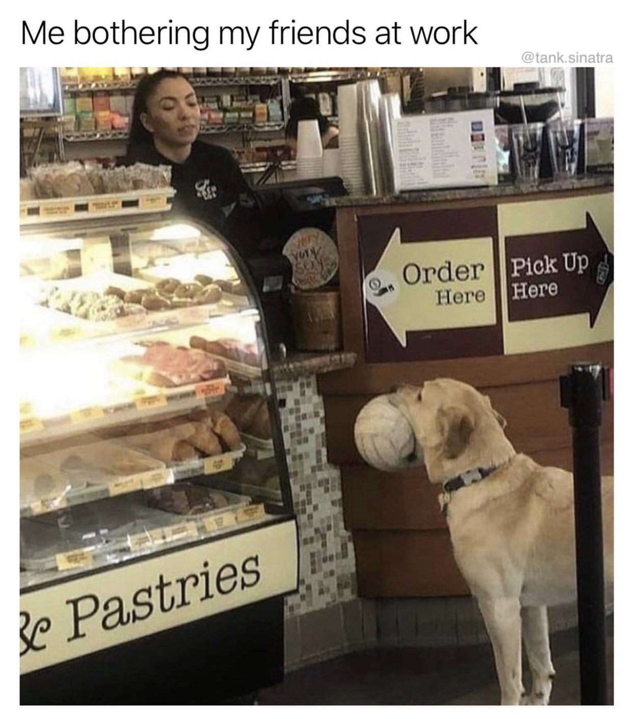 dog - Me bothering my friends at work .sinatra Pick Up on Order Here Here Be Pastries