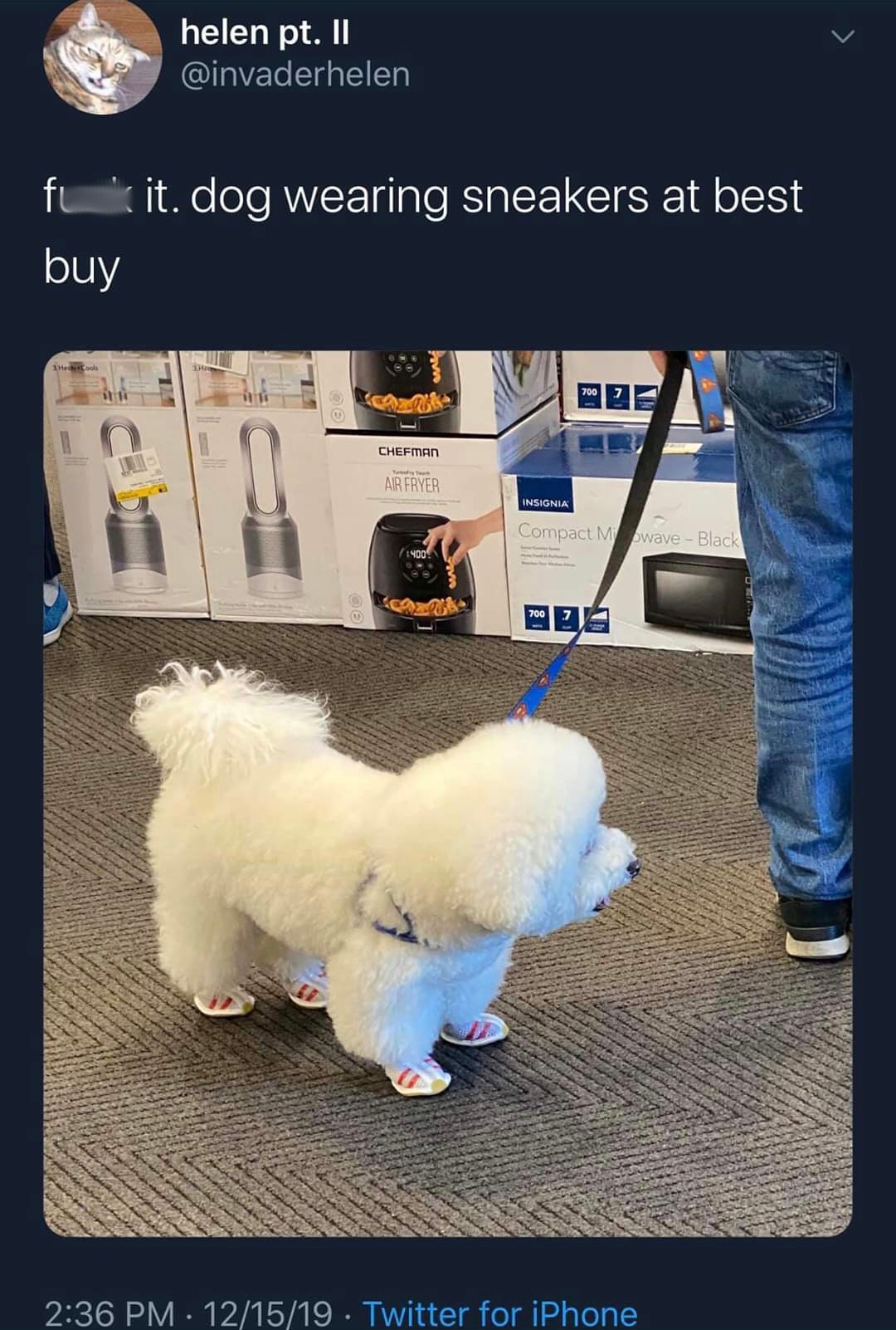 photo caption - helen pt. Il fuit. dog wearing sneakers at best buy 121519. Twitter for iPhone