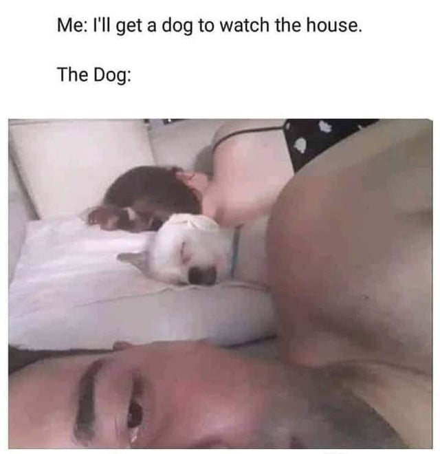 ll get a dog to watch - Me I'll get a dog to watch the house. The Dog