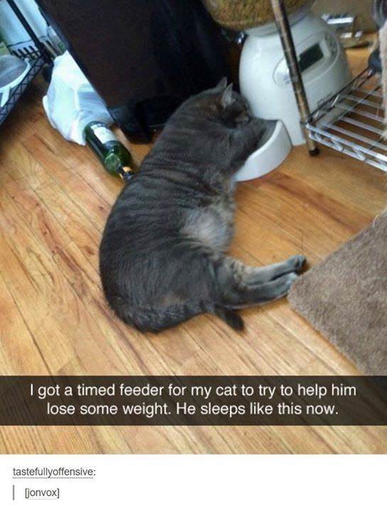 cat sleeping in food bowl - I got a timed feeder for my cat to try to help him lose some weight. He sleeps this now. tastefullyoffensive Convox
