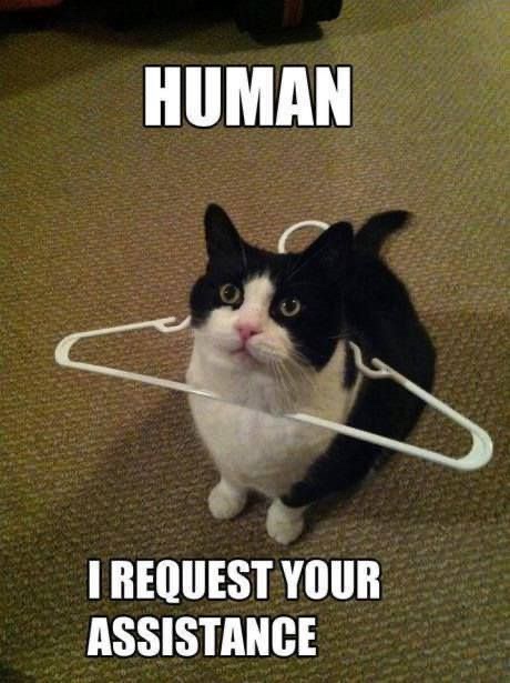 cute animal memes - Human I Request Your Assistance