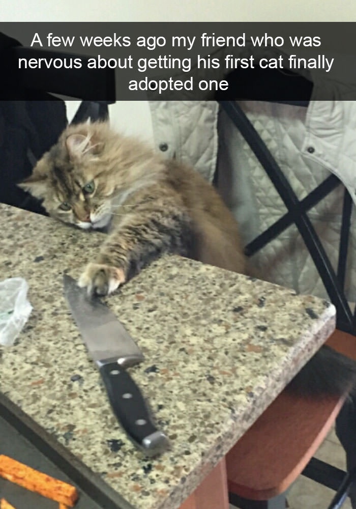 cat snapchats - A few weeks ago my friend who was nervous about getting his first cat finally adopted one