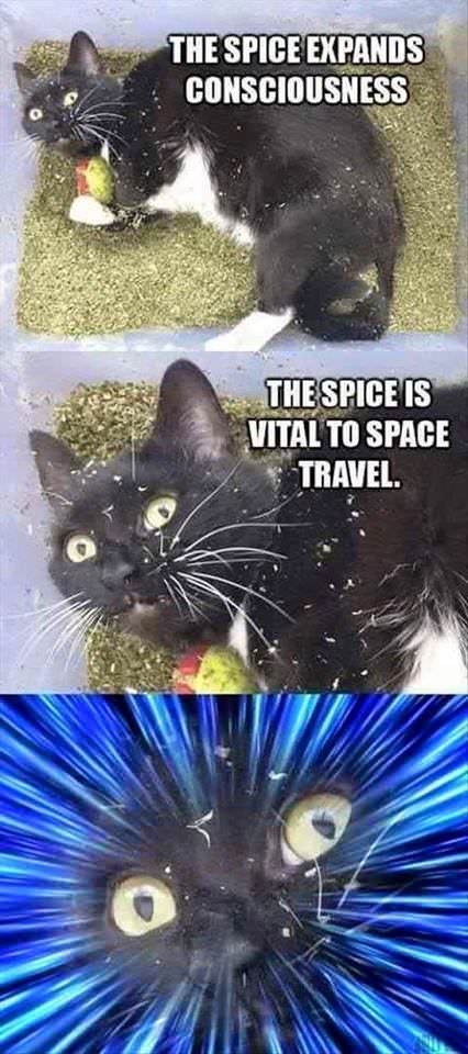 spice cat meme - The Spice Expands Consciousness The Spice Is Vital To Space Travel.