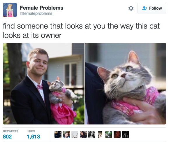 wholesome cat memes - Female Problems find someone that looks at you the way this cat looks at its owner 8021,613