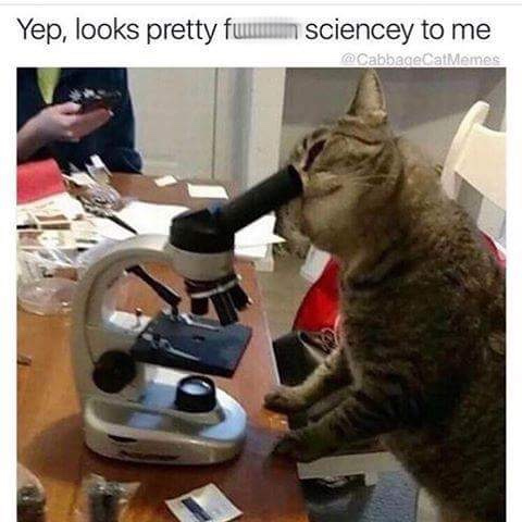 kevin is doing science - Yep, looks pretty fumum sciencey to me CabbageCatMemes