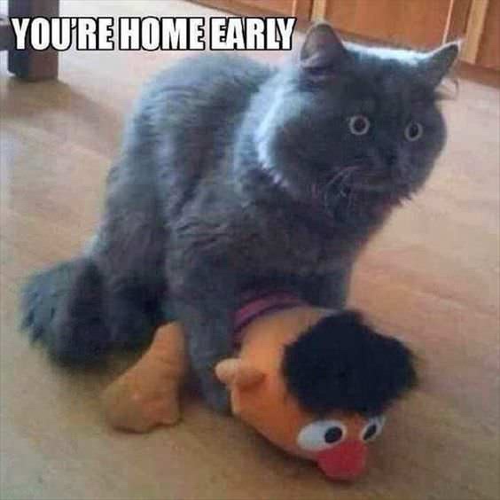 you re home early cat - You'Rehome Early