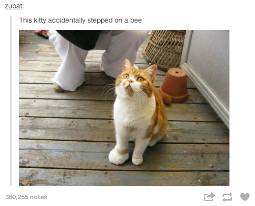 cat stung by bee - zubat This kitty accidentally stepped on a bee 360,255 notes