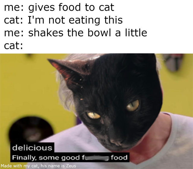 finally some good fucking food cat - me gives food to cat cat I'm not eating this me shakes the bowl a little cat delicious Finally, some good Made with my cat, his name is Zeus food