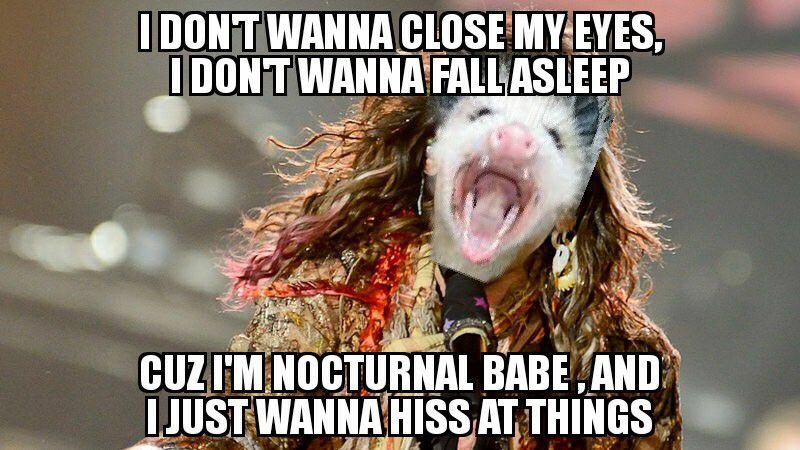 steven tyler possum - I Dont Wanna Close My Eyes, Idont Wanna Fall Asleep Cuzi'M Nocturnal Babe And Djust Wanna Hiss At Things