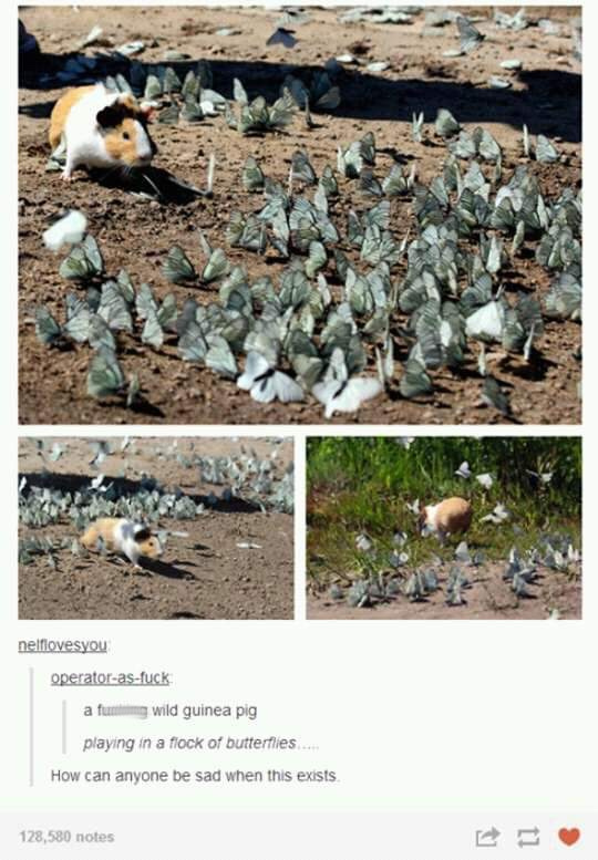 wild guinea pig butterflies - nelflovesyou operatorasfuck a fummg wild guinea pig playing in a flock of butterflies How can anyone be sad when this exists 128,580 notes