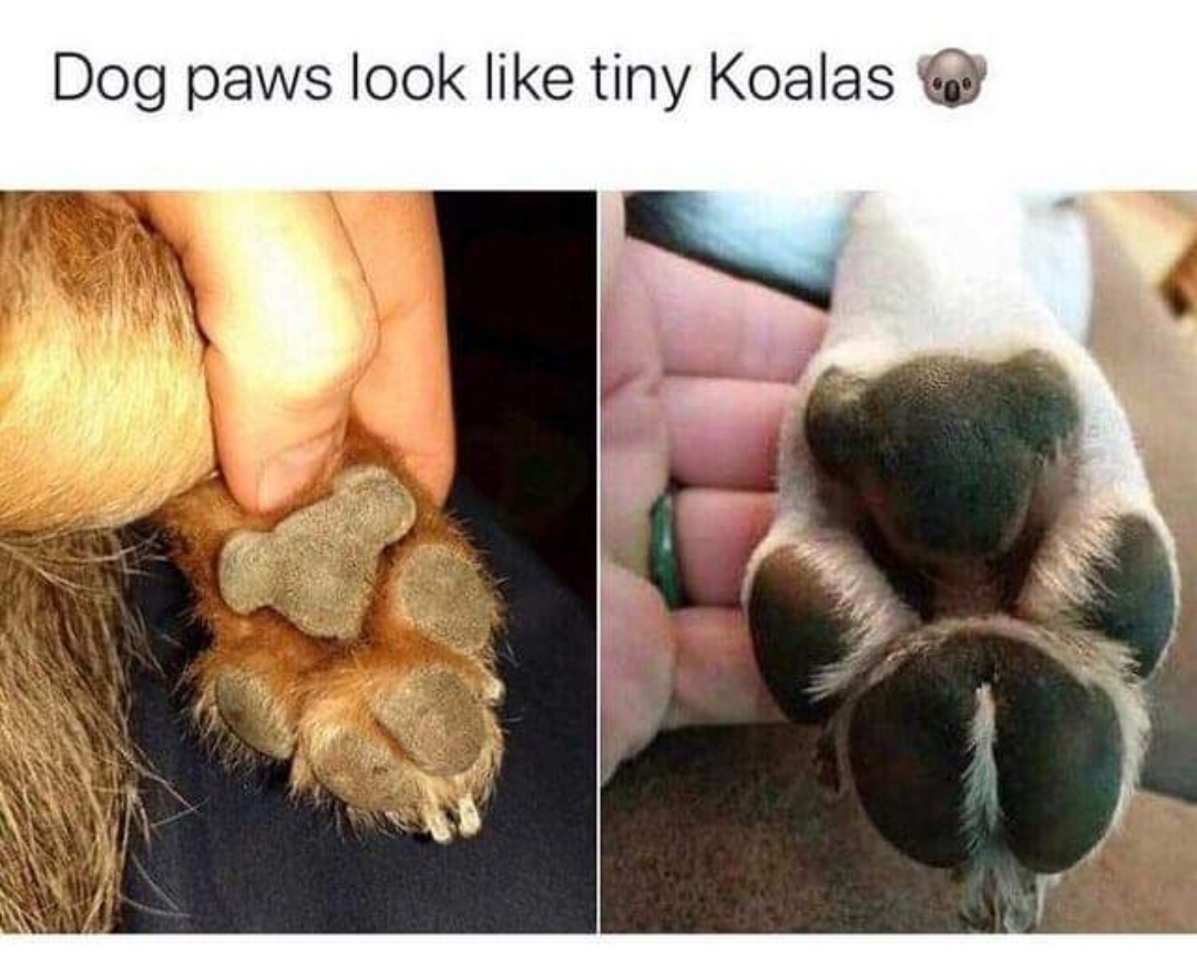 dog paws look like koalas - Dog paws look tiny Koalas 3