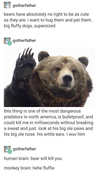 bear meme - gotherfather bears have absolutely no right to be as cute as they are. i want to hug them and pet them. big fluffy dogs, supersized gotherfather this thing is one of the most dangerous predators in north america, is bulletproof, and could kill