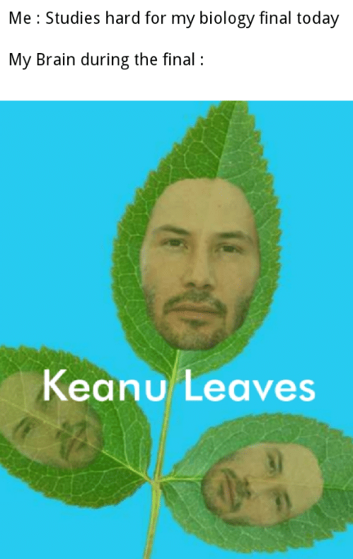 leaf - Me Studies hard for my biology final today My Brain during the final Keanu Leaves