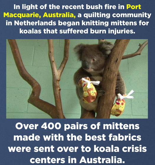 cuxhaven - In light of the recent bush fire in Port Macquarie, Australia, a quilting community in Netherlands began knitting mittens for koalas that suffered burn injuries. Over 400 pairs of mittens made with the best fabrics were sent over to koala crisi