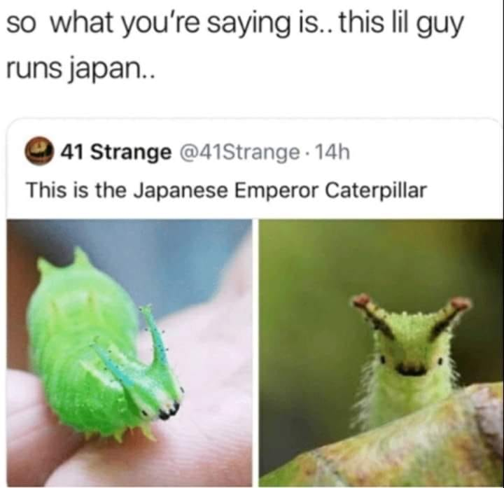 japanese emperor caterpillar - so what you're saying is.. this lil guy runs japan.. 41 Strange . 14h This is the Japanese Emperor Caterpillar