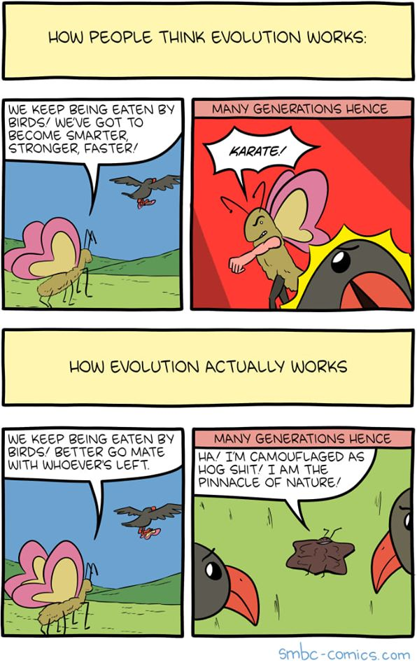 smbc how evolution works - How People Think Evolution Works Many Generations Hence We Keep Being Eaten By Birds Weve Got To Become Smarter Stronger, Faster Karate How Evolution Actually Works We Keep Being Eaten By Birds Better Go Mate With Whoevers Left 